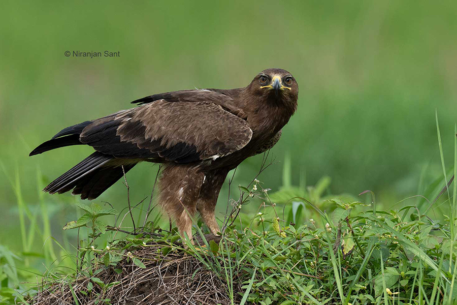 Indian-Spotted-Eagle