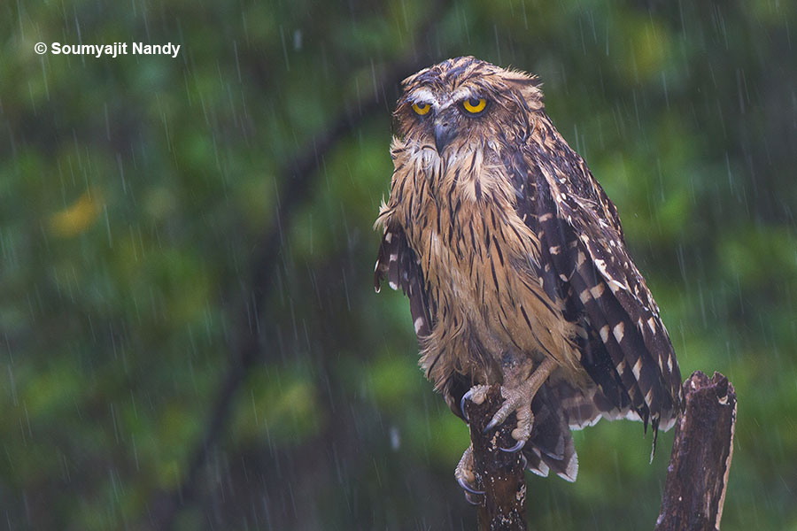 Buffy Fish Owl