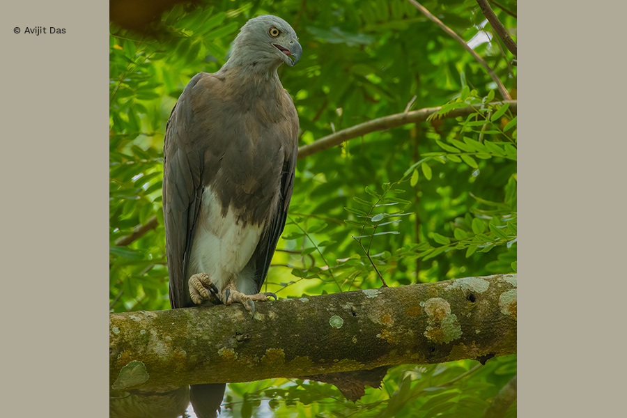 Grey Headed Fish Eagle