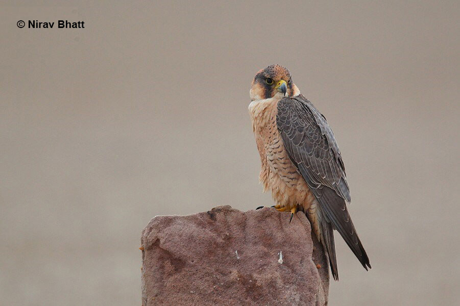 Red-naped-Shaheen