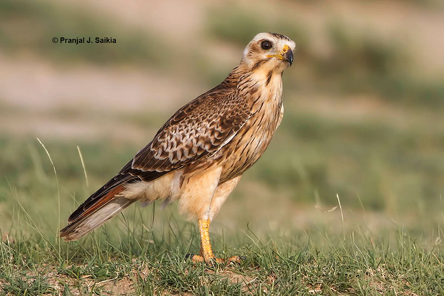 White-eyed-Buzzard