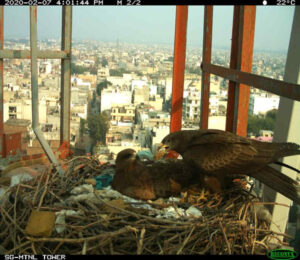 Black Kite