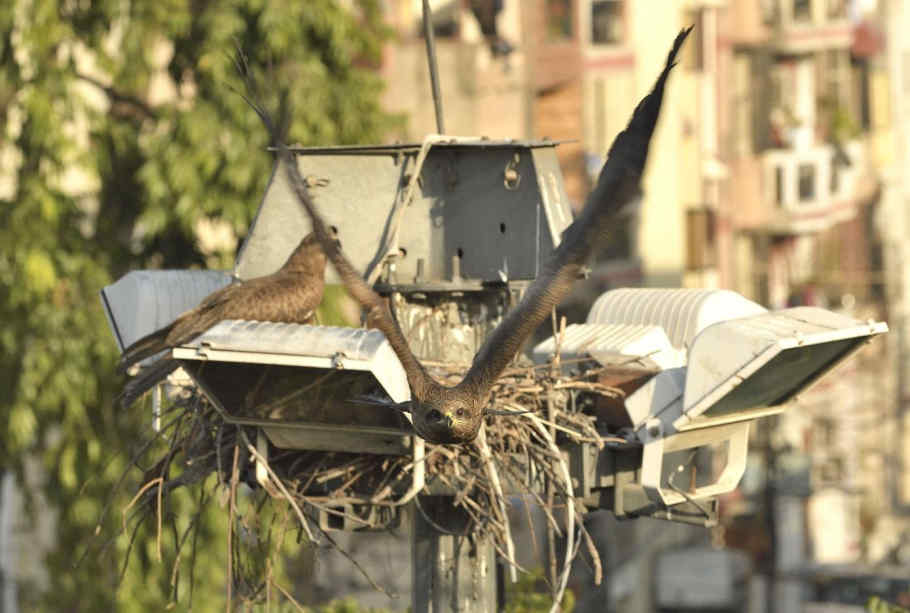 Black Kite Project