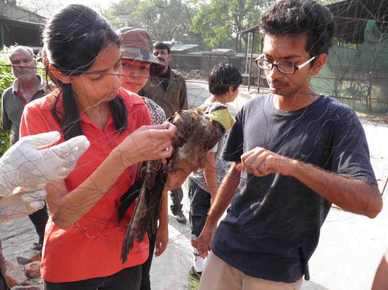 Black Kite Project