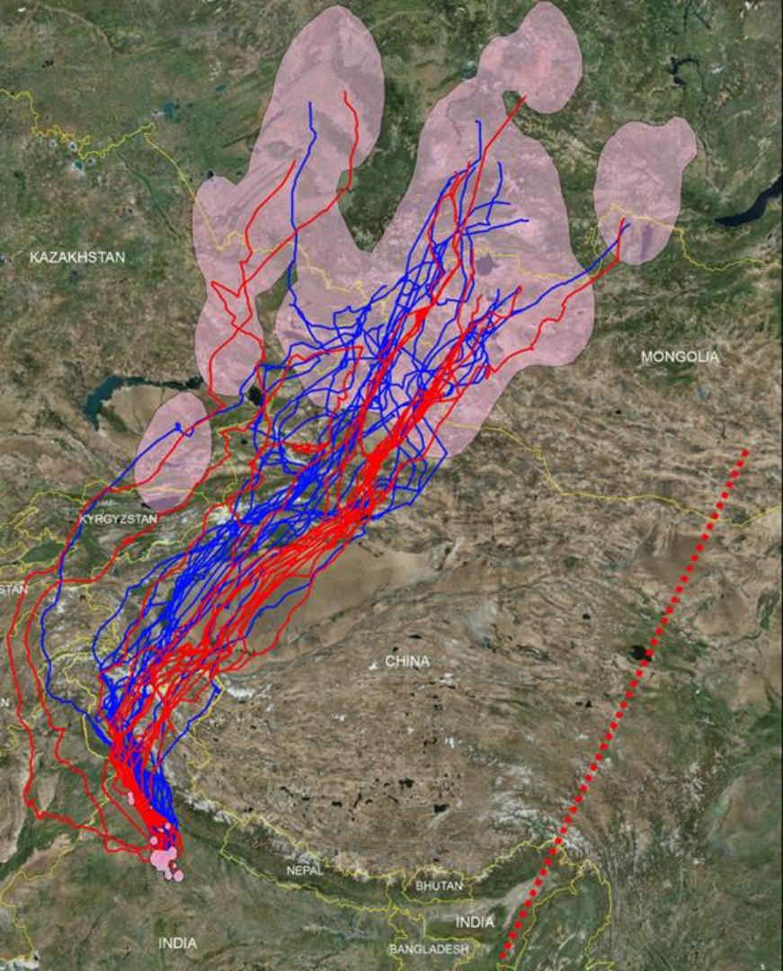 Black Kite Project