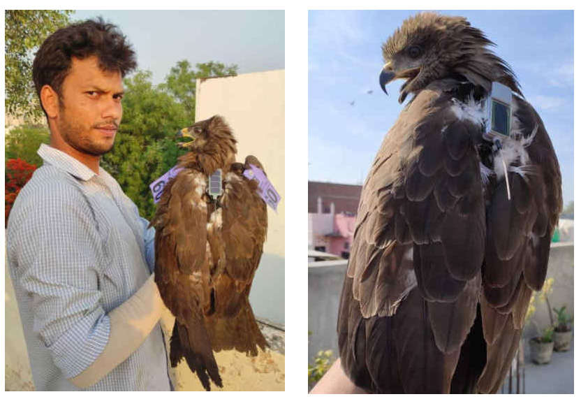 Black Kite Project