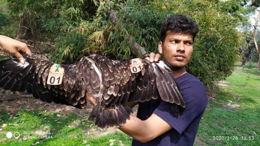 Black Kite Project