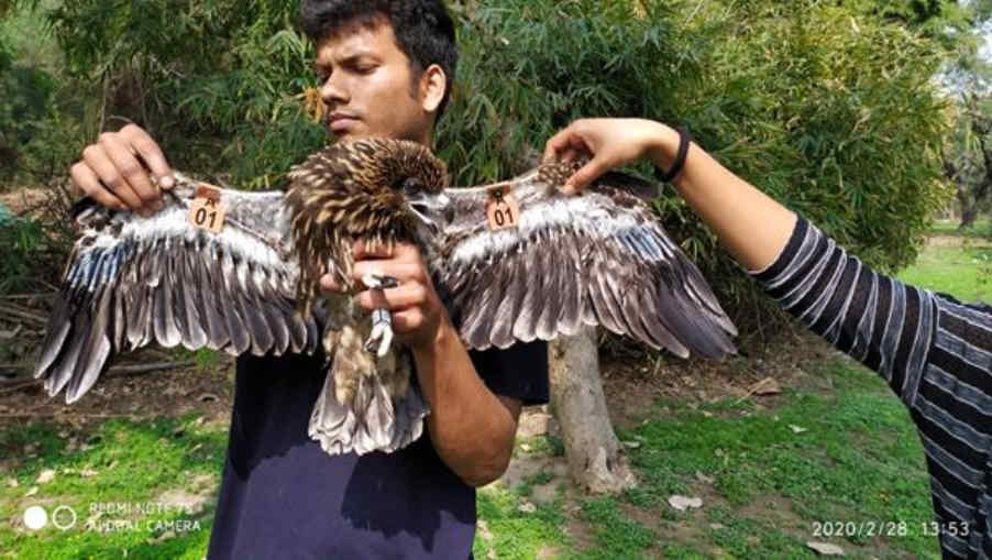 Black Kite Project