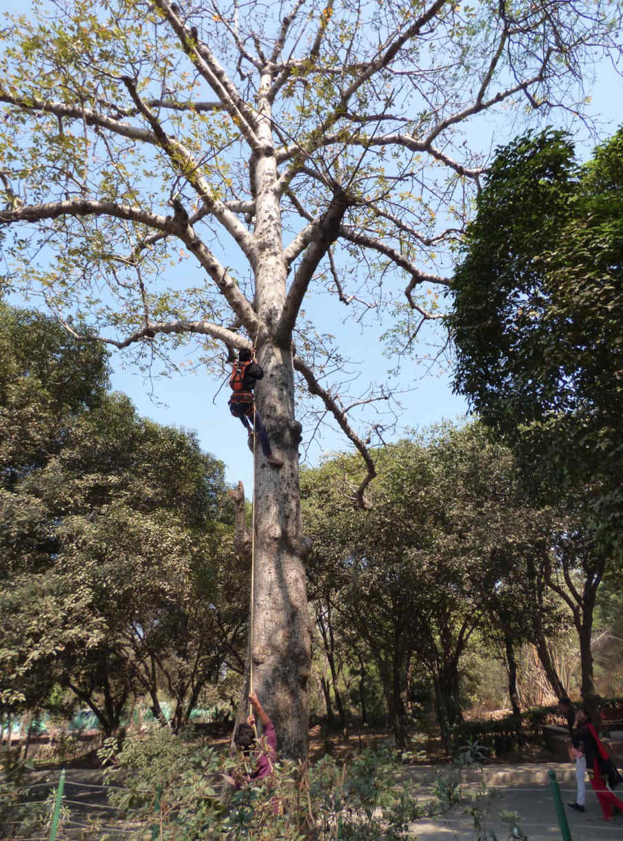 Black Kite Project