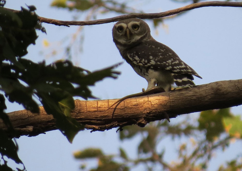 The Science of Owls