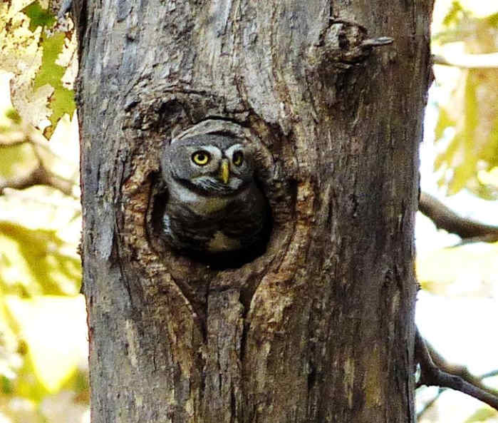 The Science of Owls