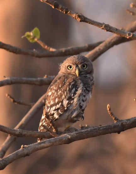 The Science of Owls