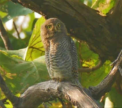 The Science of Owls