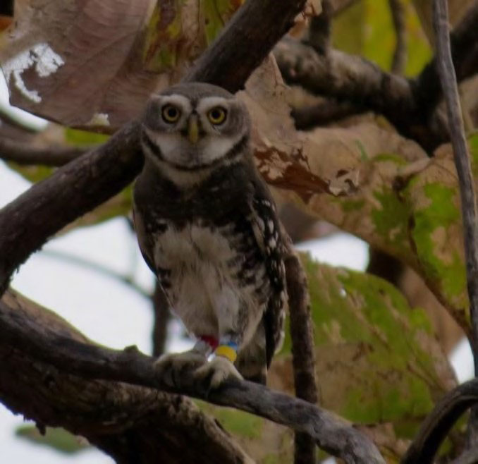 The Science of Owls