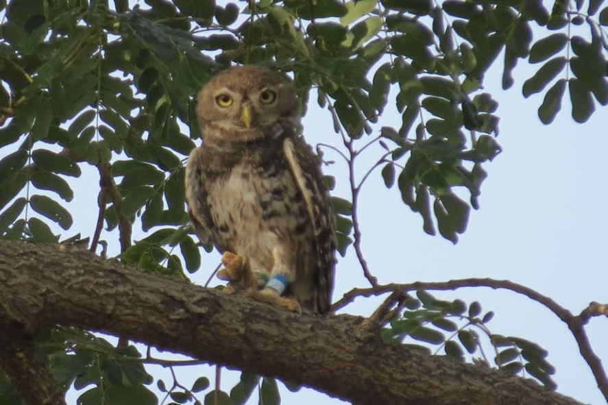 The Science of Owls